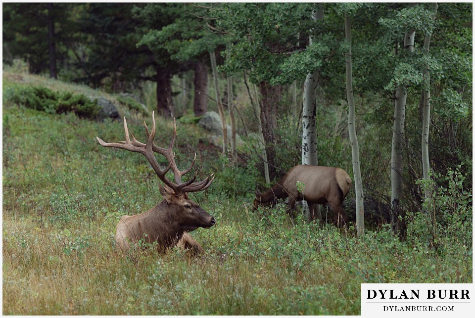 all day elopement in Rocky Mountain National Park elk resting in a field