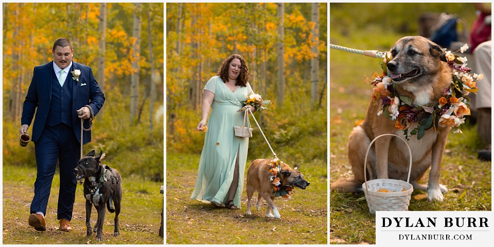 black diamond lodge wedding dogs in the wedding