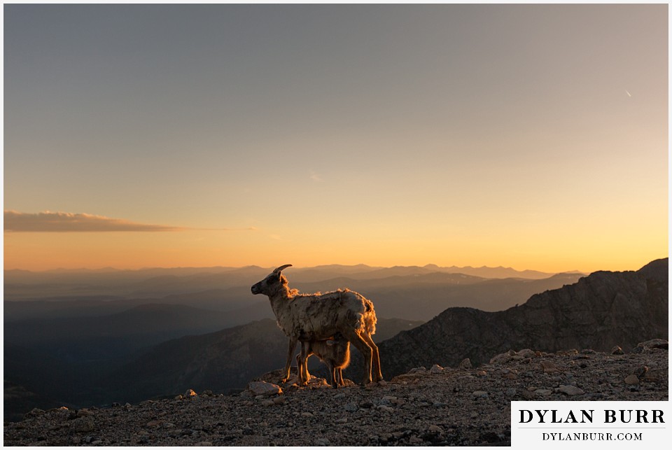 colorado mountain engagement photos colorado wedding photographer dylan burr mountain sheep and baby at sunset