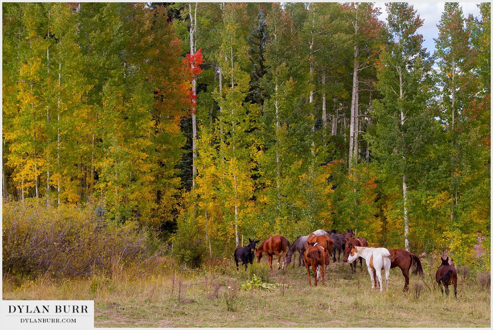 durango wedding photographer changing fall colors horses