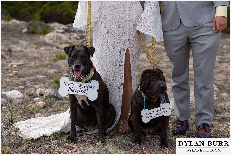 our humans are getting married dogs in wedding
