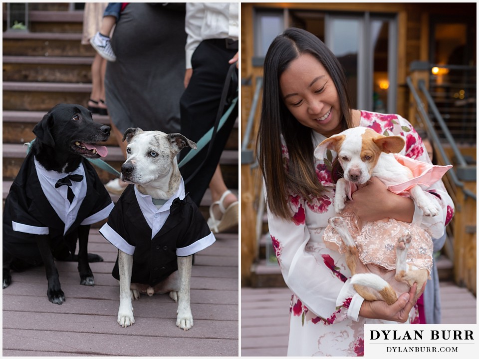 western riviera wedding grand lake colorado mountain wedding rescue dogs