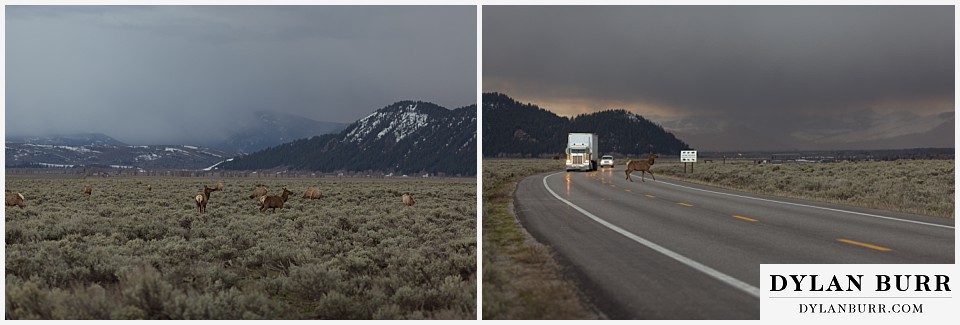 grand teton wedding elk crossing highway