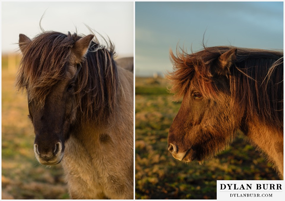 iceland elopement near selfoss with icelandic horses
