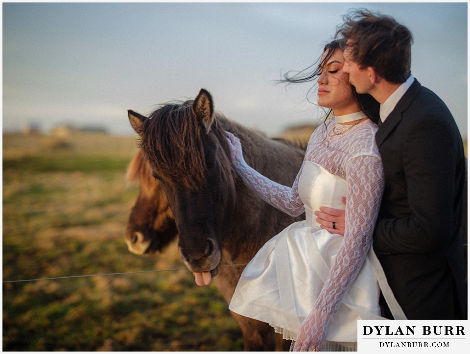 iceland elopement near selfoss with icelandic horses funny horse with tongue out