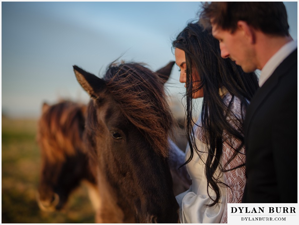 iceland elopement near selfoss with icelandic horses close up