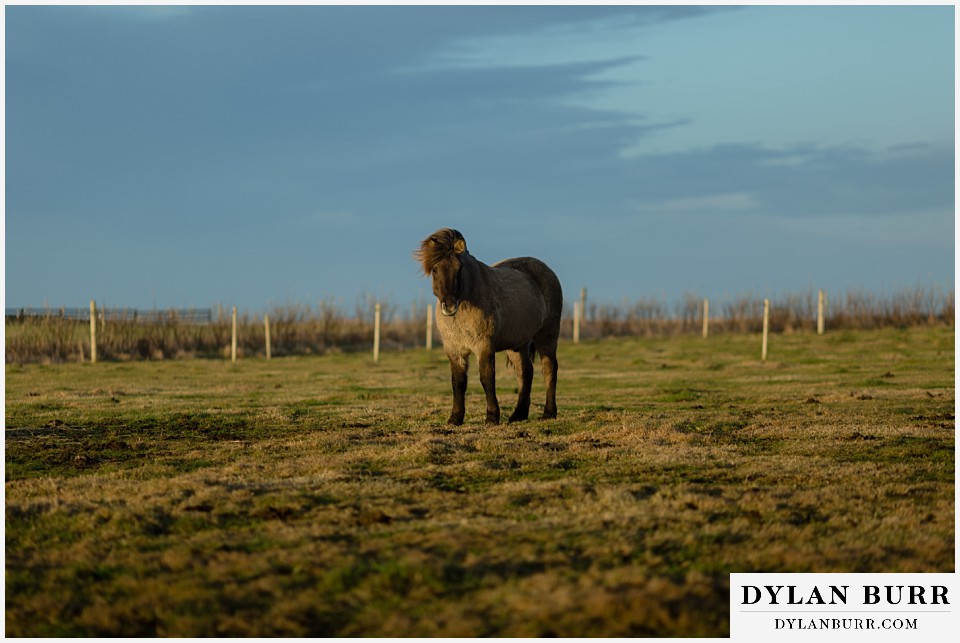 iceland elopement near selfoss with icelandic horses a horse alone in pasture