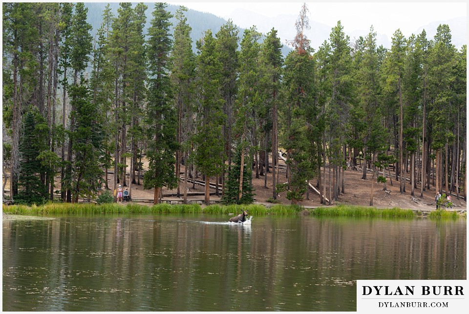 moose jumping across lake