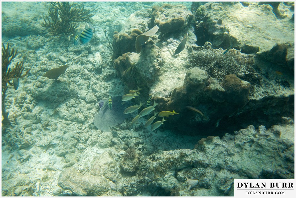 maroma adventures snorkling mexico destination wedding photographer ray fish