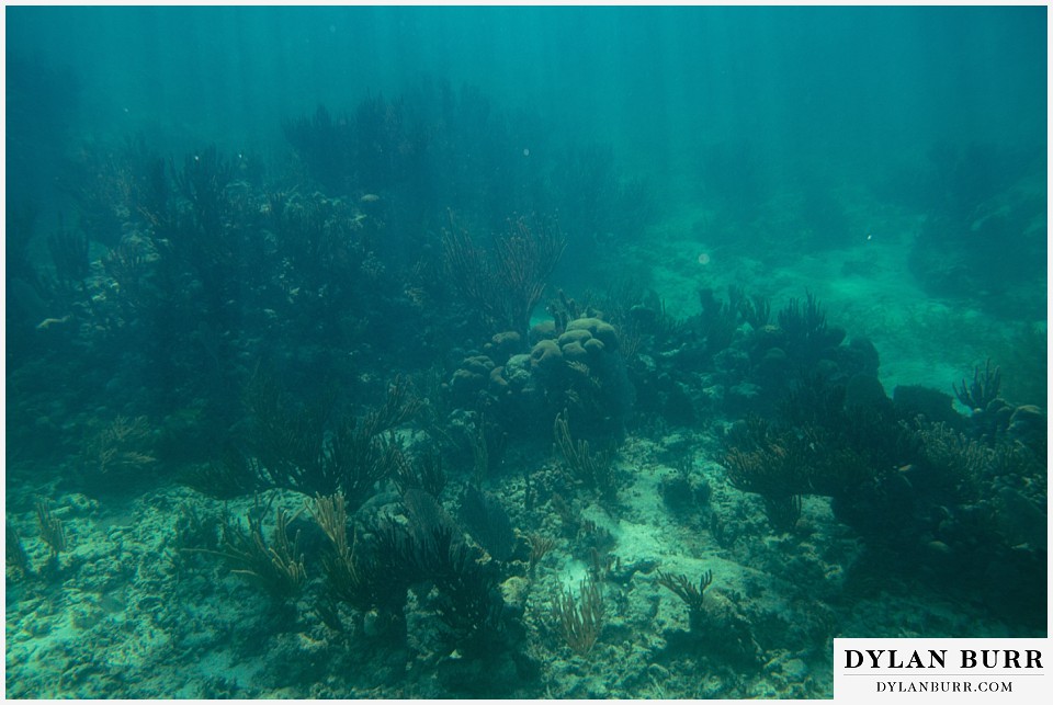 maroma adventures snorkling mexico destination wedding photographer coral reef