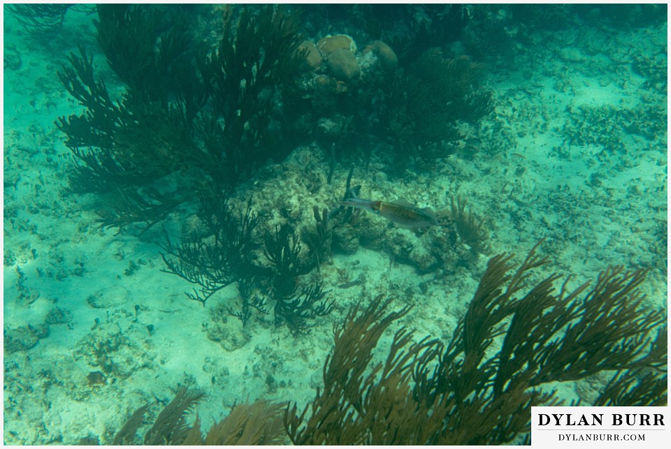 maroma adventures snorkling mexico destination wedding photographer squid