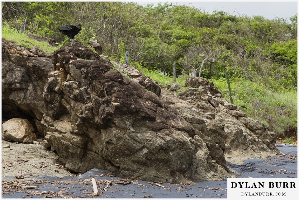 parque nacional marino las baulas travel photo session beachside vulture
