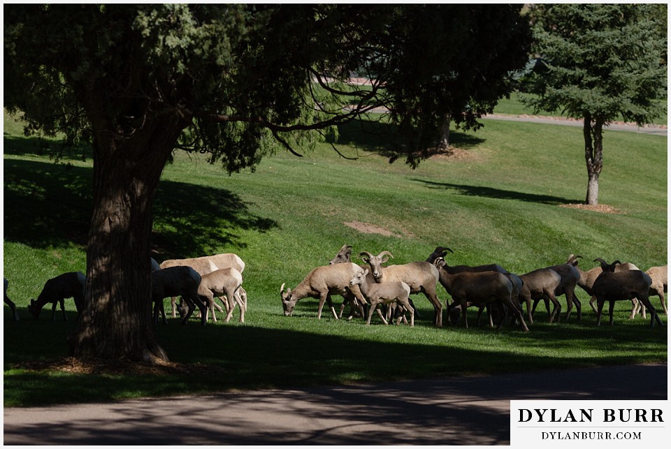 proposal at glen eyrie castle colorado springs mountain sheep herd