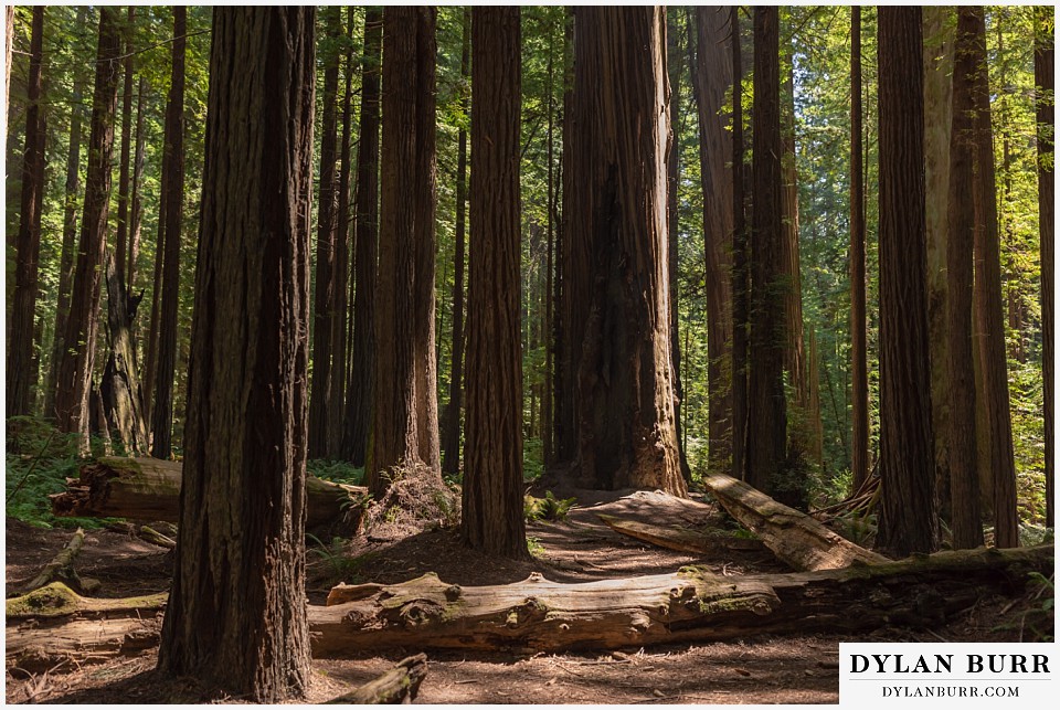 redwood forest wedding elopement avenue of the giants california giant trees