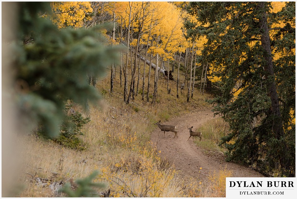 rhize weddings colorado deer crossing road