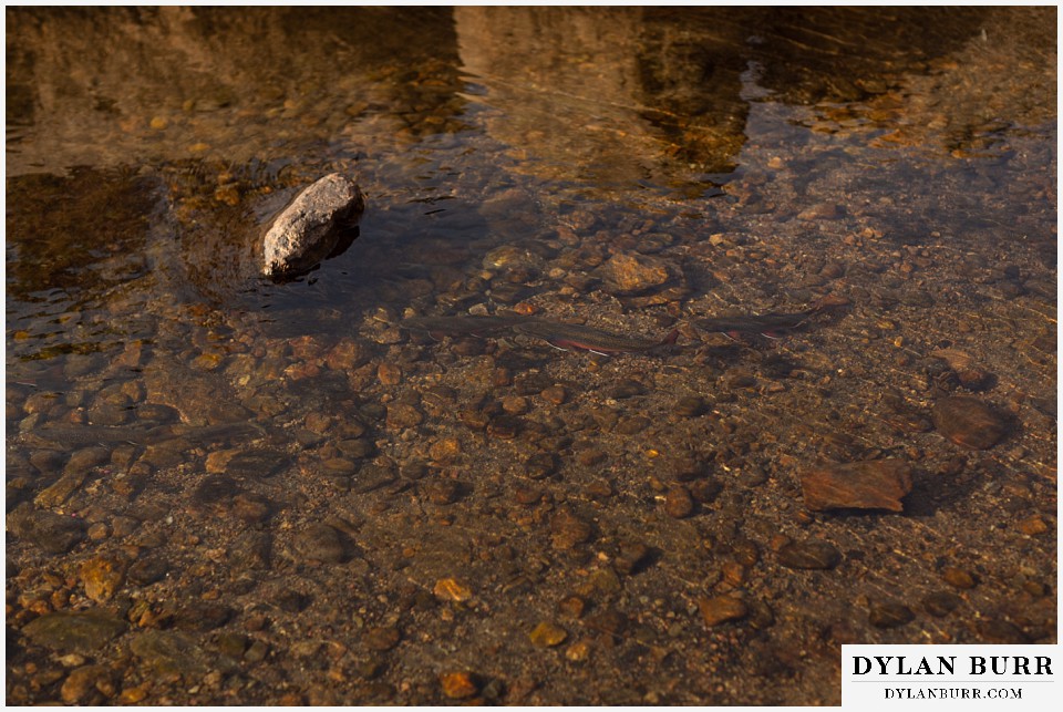 rocky mountain national park wedding elopement crystal clear river water with rainbow trout