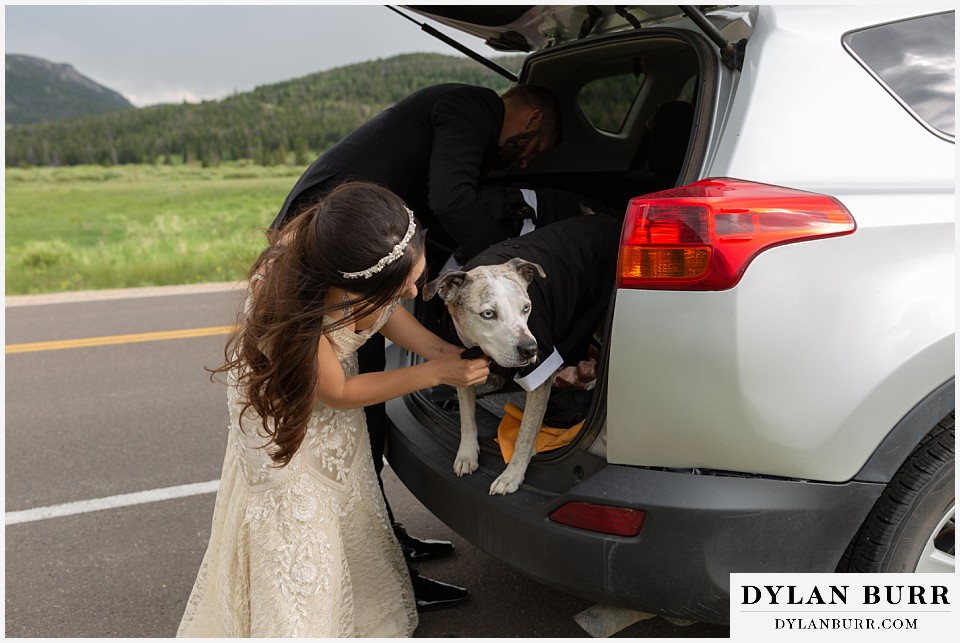 rocky mountain national park wedding elopement colorado wedding photographer dylan burr dogs getting dressed up