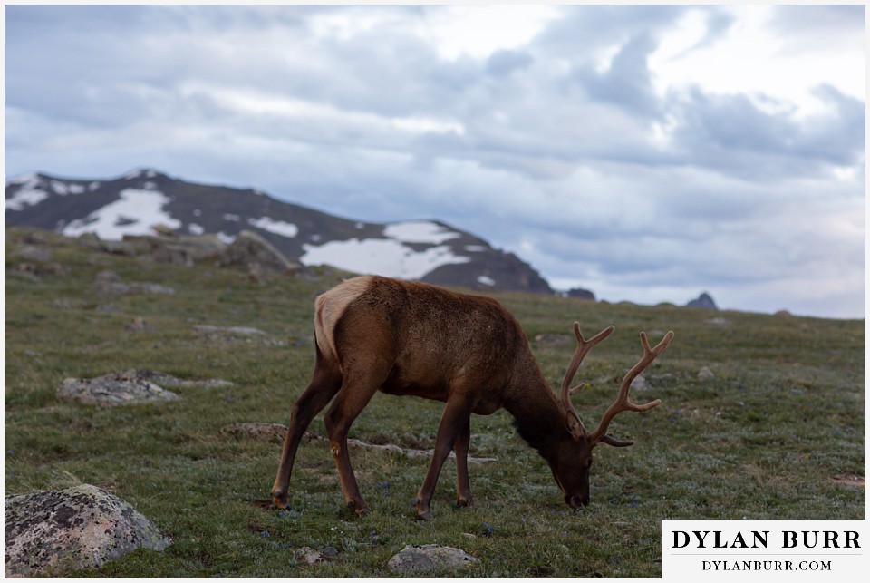 rocky mountain national park wedding elopement colorado wedding photographer dylan burr elk on mountain top