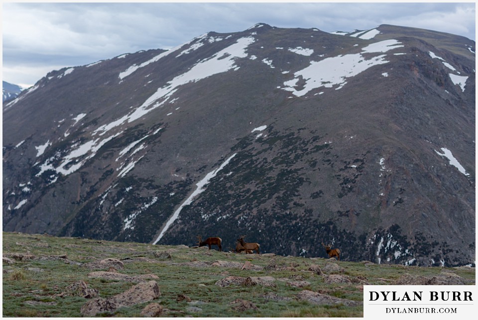 rocky mountain national park wedding elopement colorado wedding photographer dylan burr herd of elk talking on mountain top