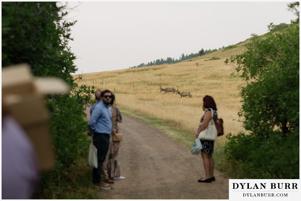roxborough state park elopement wedding deer in valley