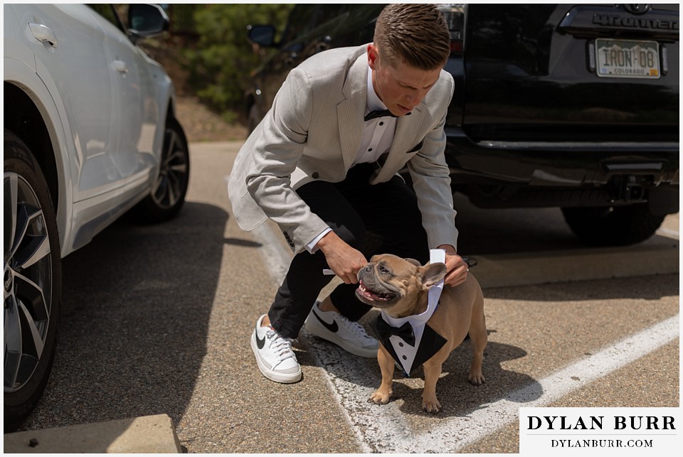 groom putting a tux on their french bulldog for the wedding ceremony