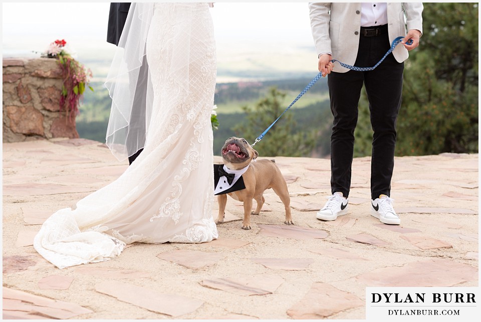the happiest best frenchie bulldog during the wedding