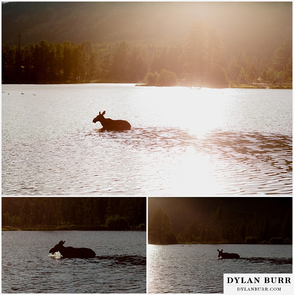 water engagement session rocky mountain national park watching the moose of sprague lake at sunset