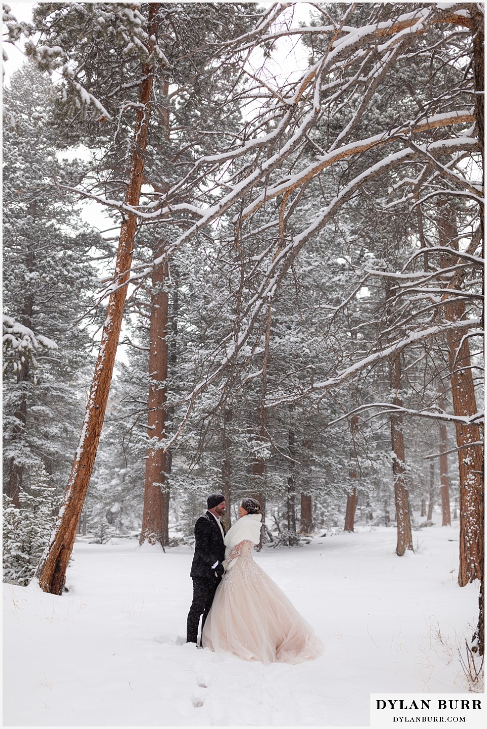 winter wedding couple in large pinetree forest