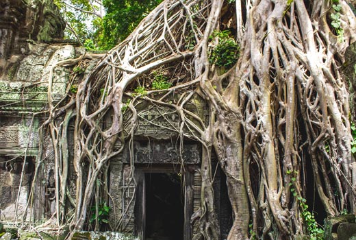 tree growing on building ankor wat