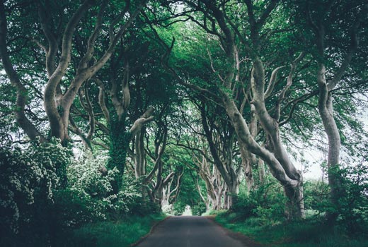 dark hedges