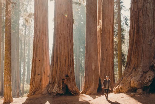 sequoia national park