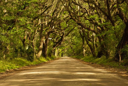 tree lined street in south carolina